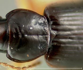 Media type: image;   Entomology 22027 Aspect: pronotum dorsal